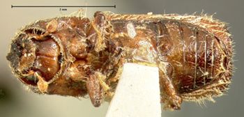 Media type: image;   Entomology 8287 Aspect: habitus ventral view